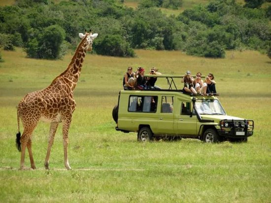 safari-at-queen-elizabeth