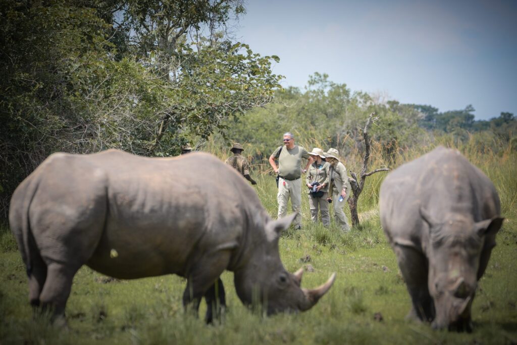 Ziwa-Rhino-Sanctuary-rhino trekking-uganda