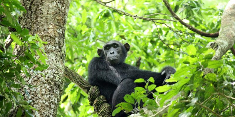 chimpanzee-trekking-in-budongo-forest-uganda