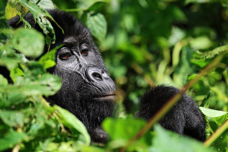 Gorilla-Trekking in Bwindi-impenetrable-Gorilla Tracking in Uganda