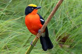 Bird watching in queen Elizabeth national park