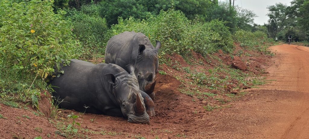 Rhino trekking at ZIWA RHINO SANCUARY 