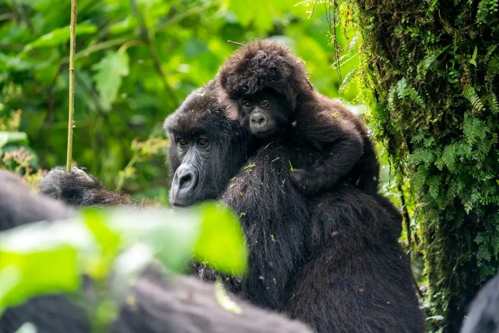 go-gorilla-trekking-in-Uganda