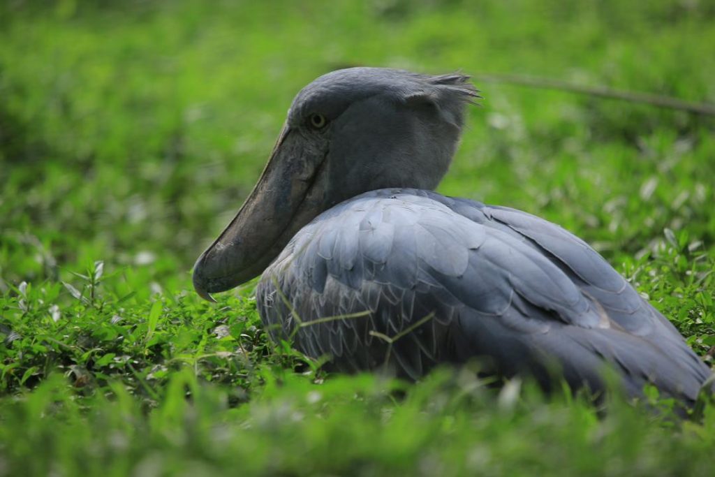 shoebill-stork-mabamba