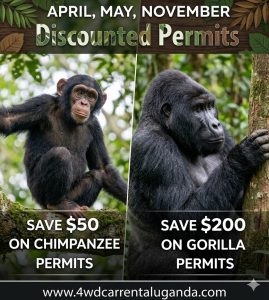 Uganda-introduces-discounted-gorilla-chimpanzee-permits