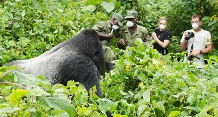 gorilla-trekking-in-Rwanda
