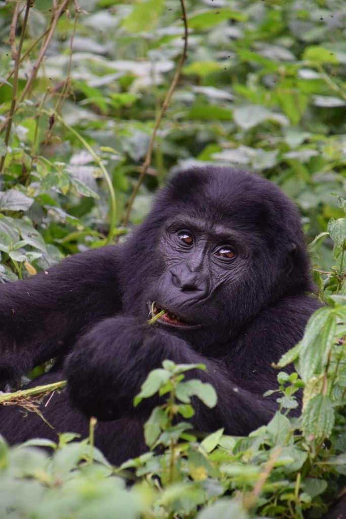 Mountain-gorilla-Trekking-in-Uganda-