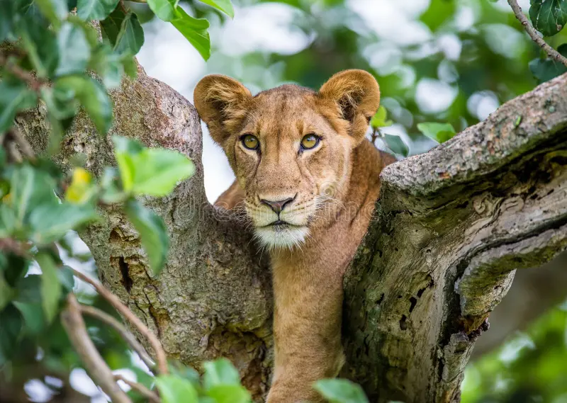 Tree-climbing-lion-in-Uganda