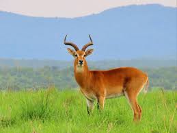 UGANDA-KOB