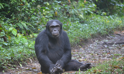 chimpanzee-habituation