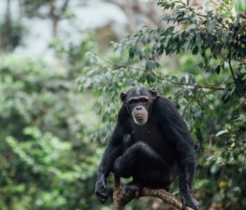 4wd car rental Uganda - chimpanzee