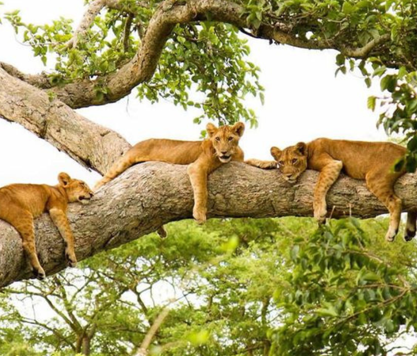 4wd car rental Uganda - tree climbing lions